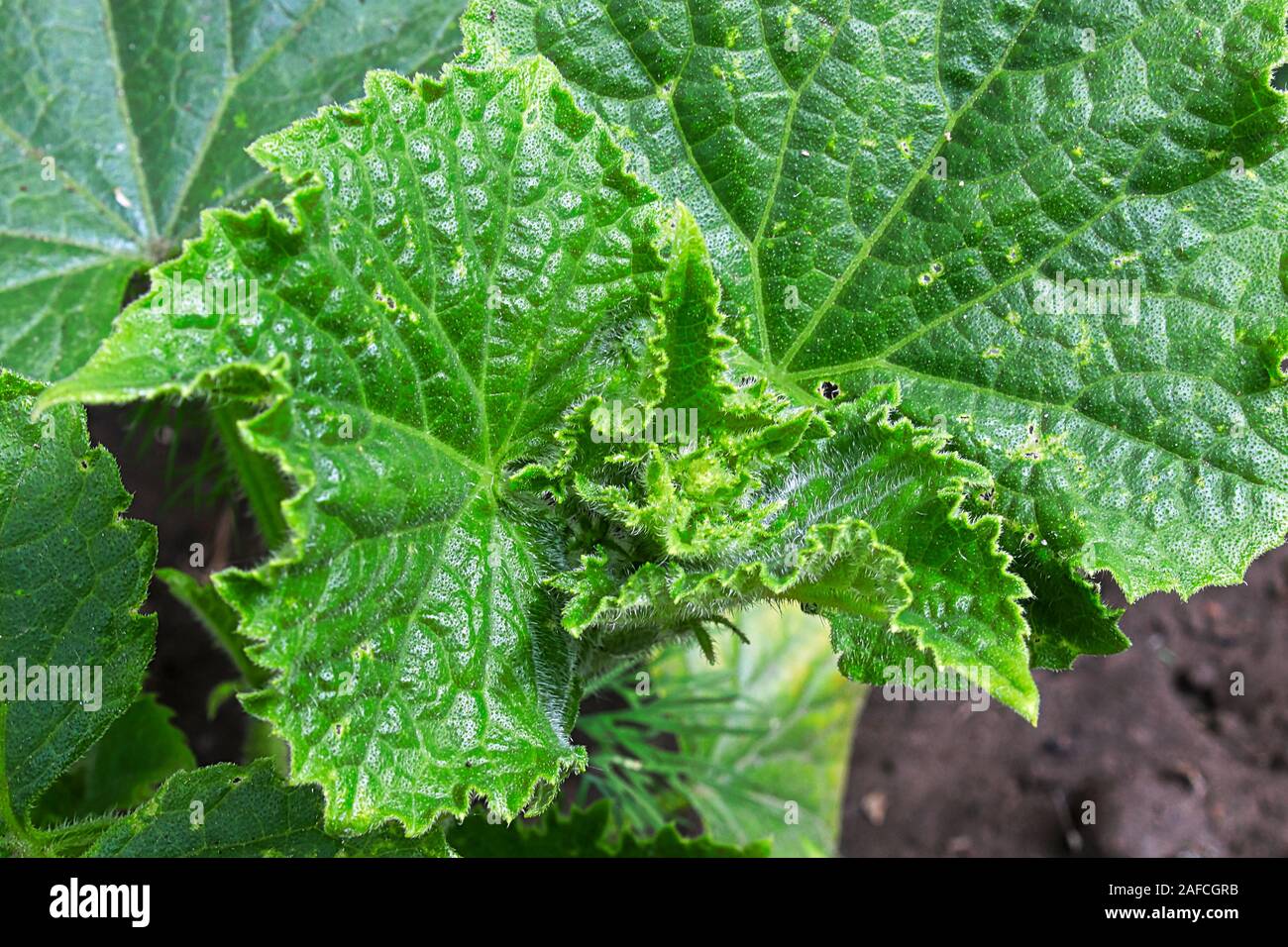 Hairy cucumber hi-res stock photography and images - Alamy
