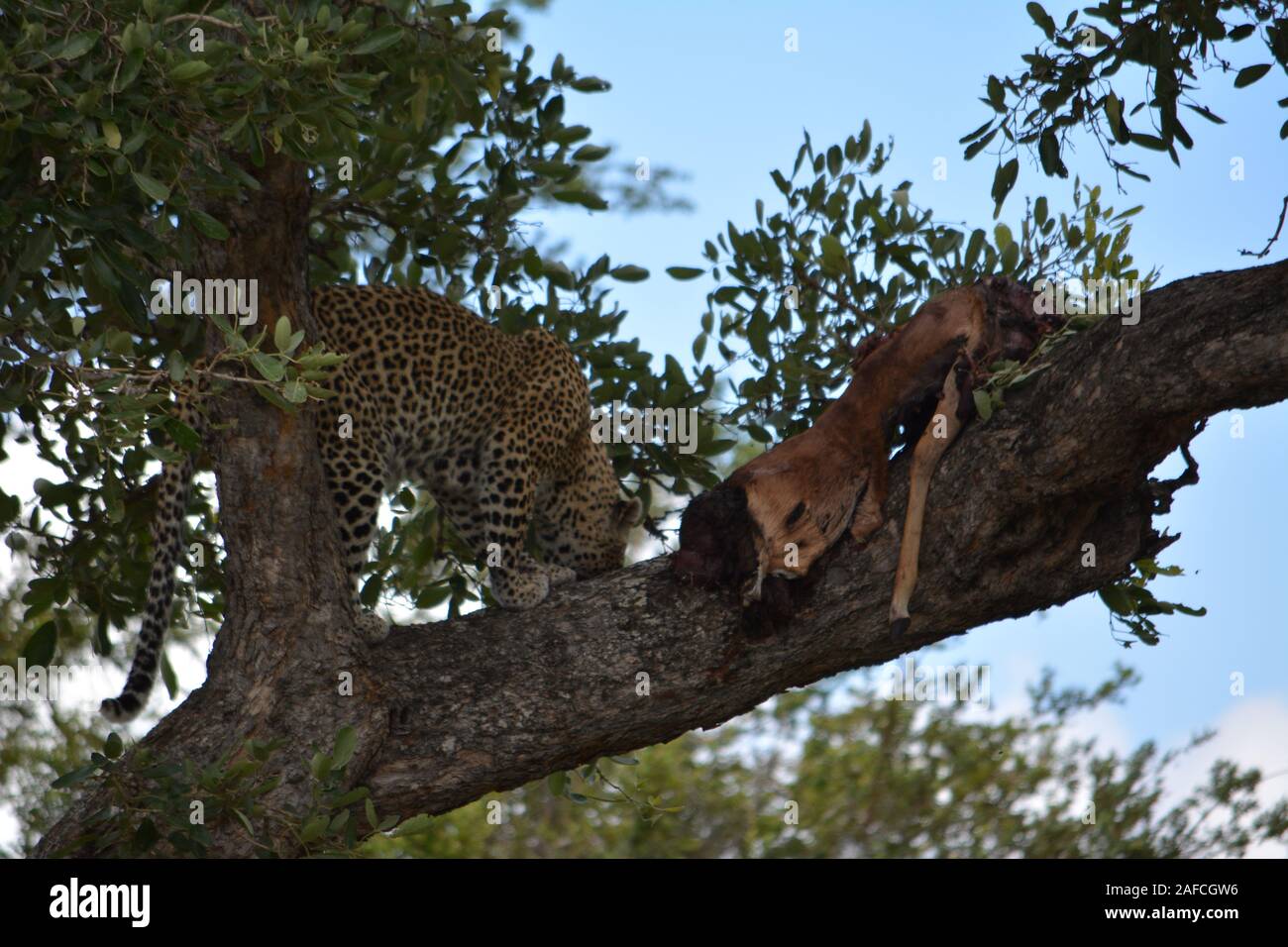 Leopard - Kruger Park Stock Photo