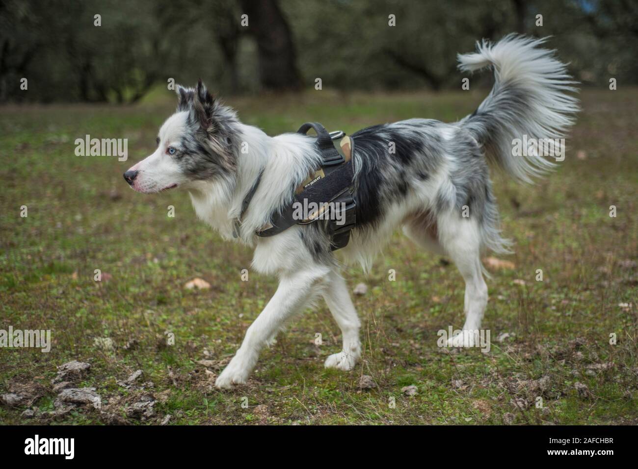 Merle With Collar High Resolution Stock Photography And Images Alamy