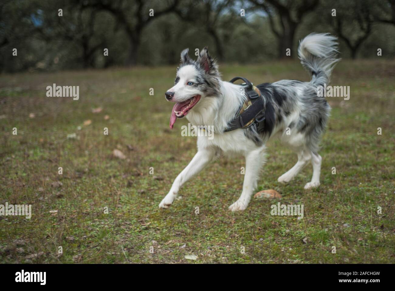 border collie blue merle in the green field with trees Stock Photo