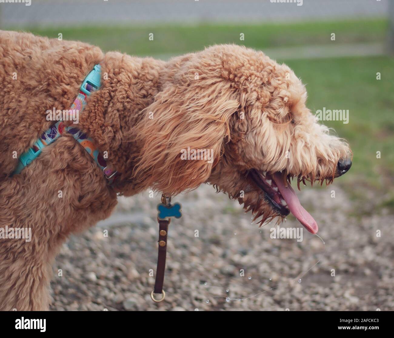 Panting Golden Doodle pup colorful harness goes about a mission - Alamy