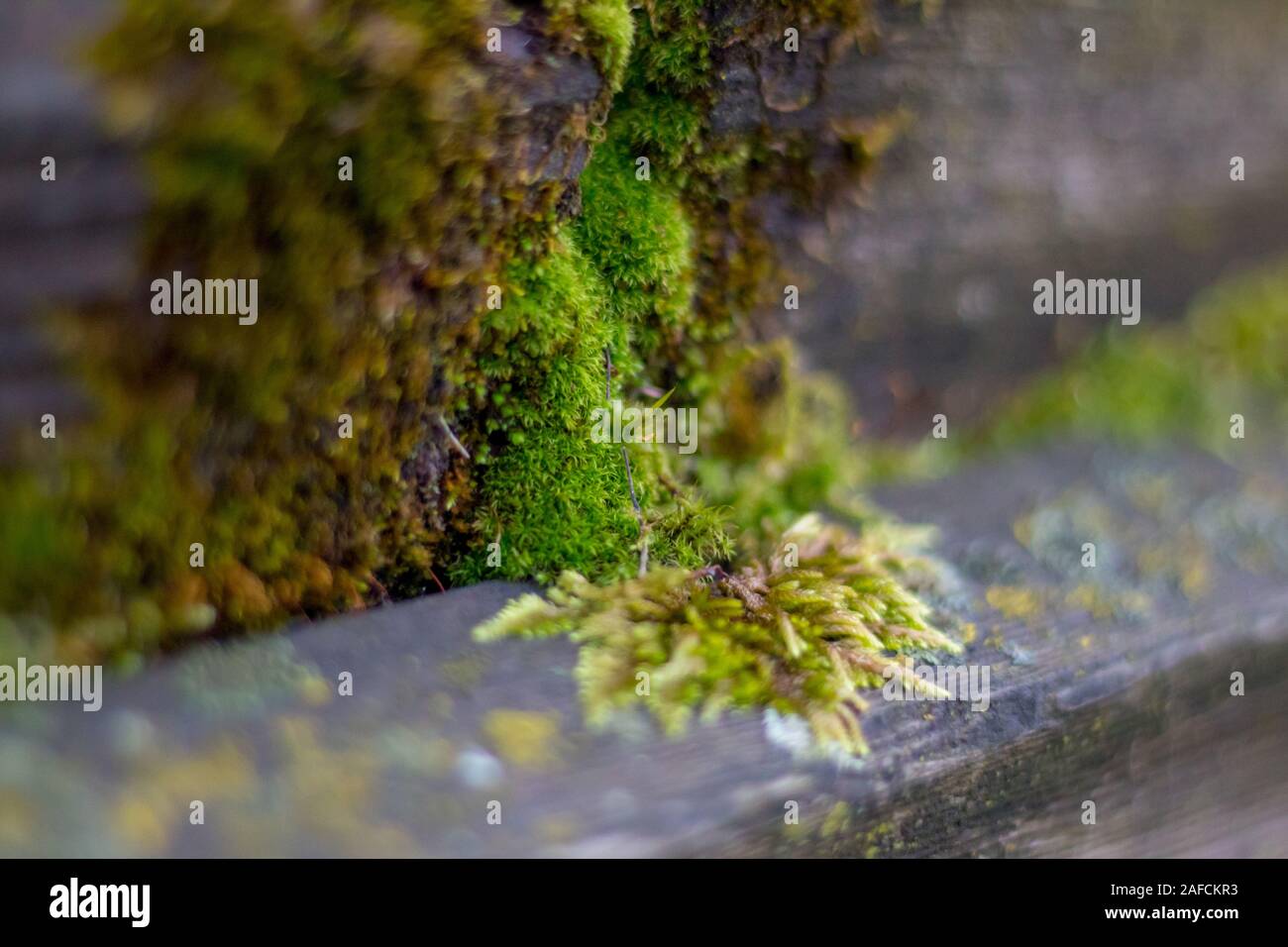 Moss covering old wooden railing Stock Photo - Alamy