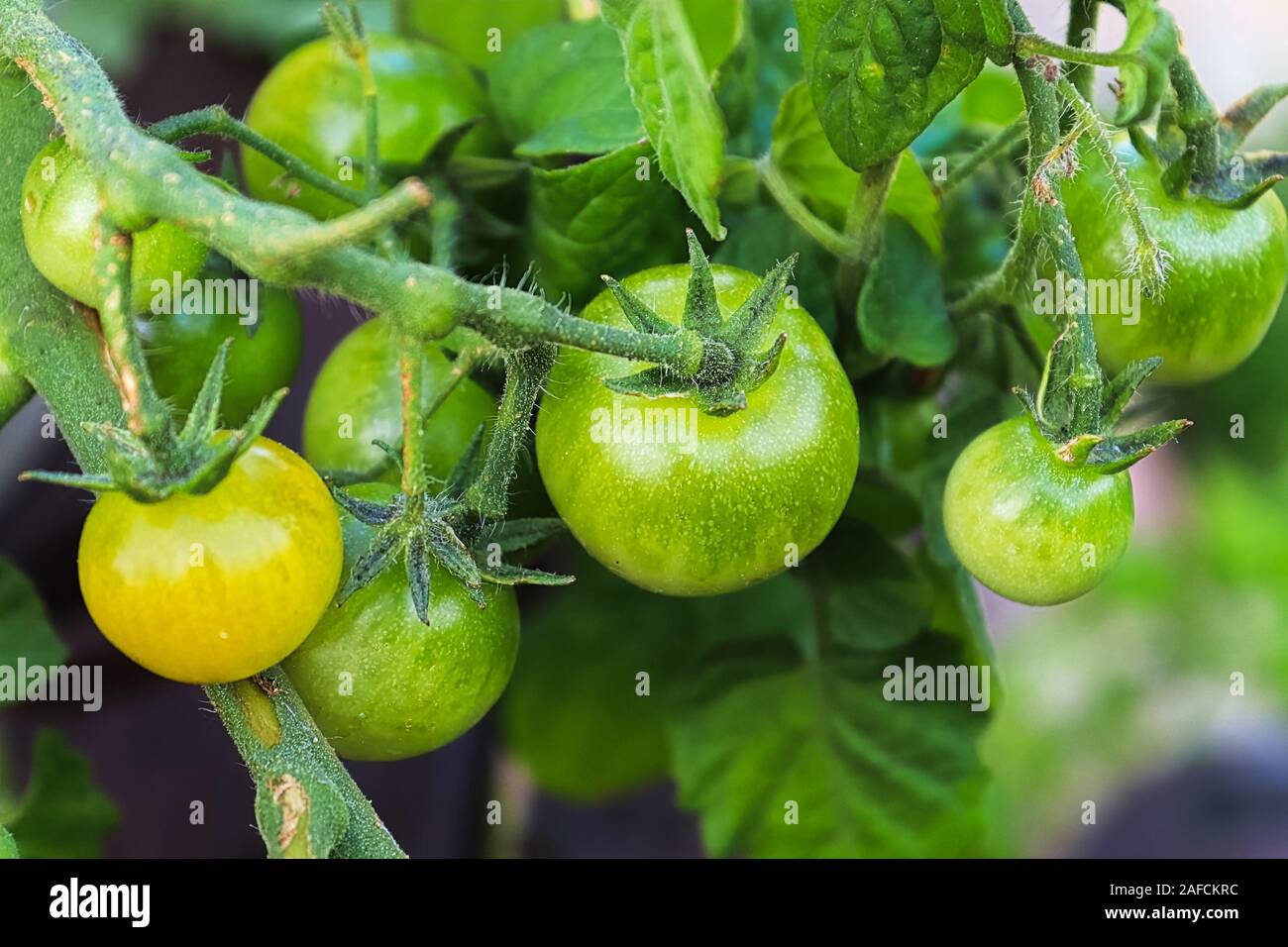 Young unripened tomatoes growing on a vine Stock Photo