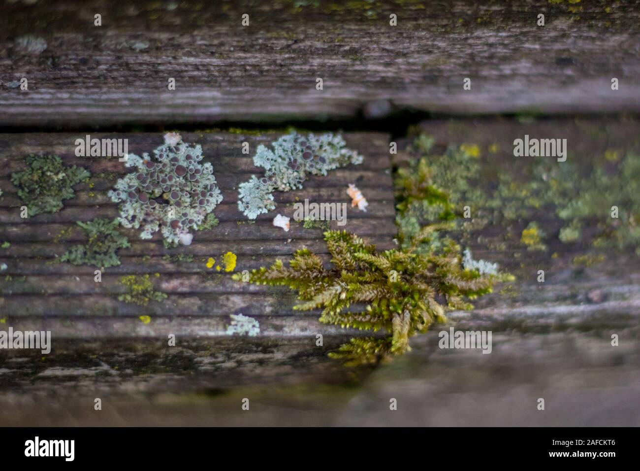 Moss covering old wooden railing Stock Photo - Alamy