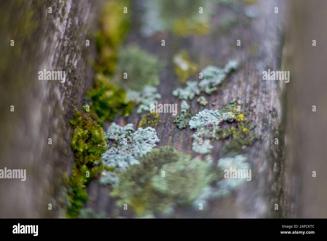Moss covering old wooden railing Stock Photo - Alamy