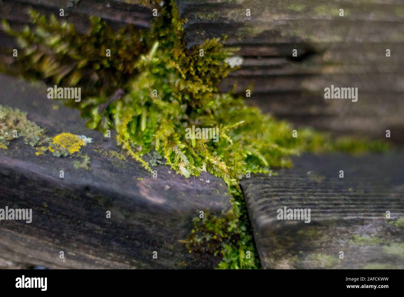 Moss covering old wooden railing Stock Photo - Alamy
