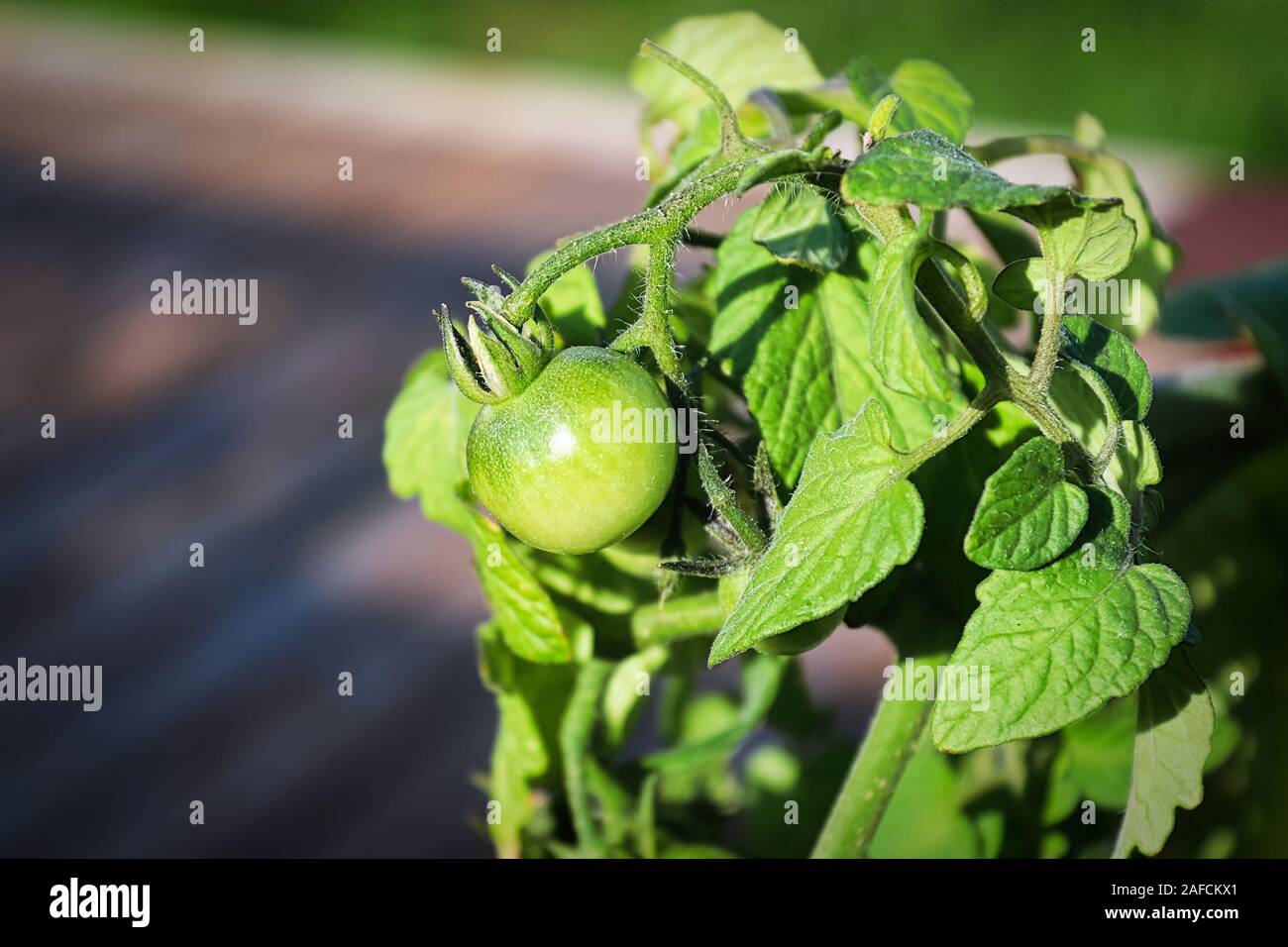 Side view of a patio tomato growing Stock Photo Alamy
