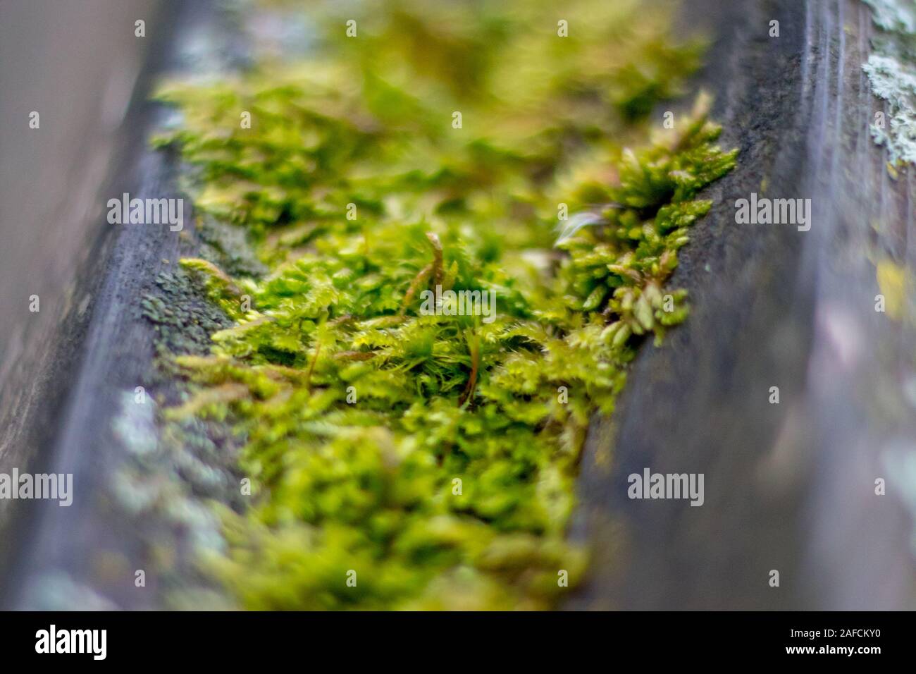 Moss covering old wooden railing Stock Photo - Alamy