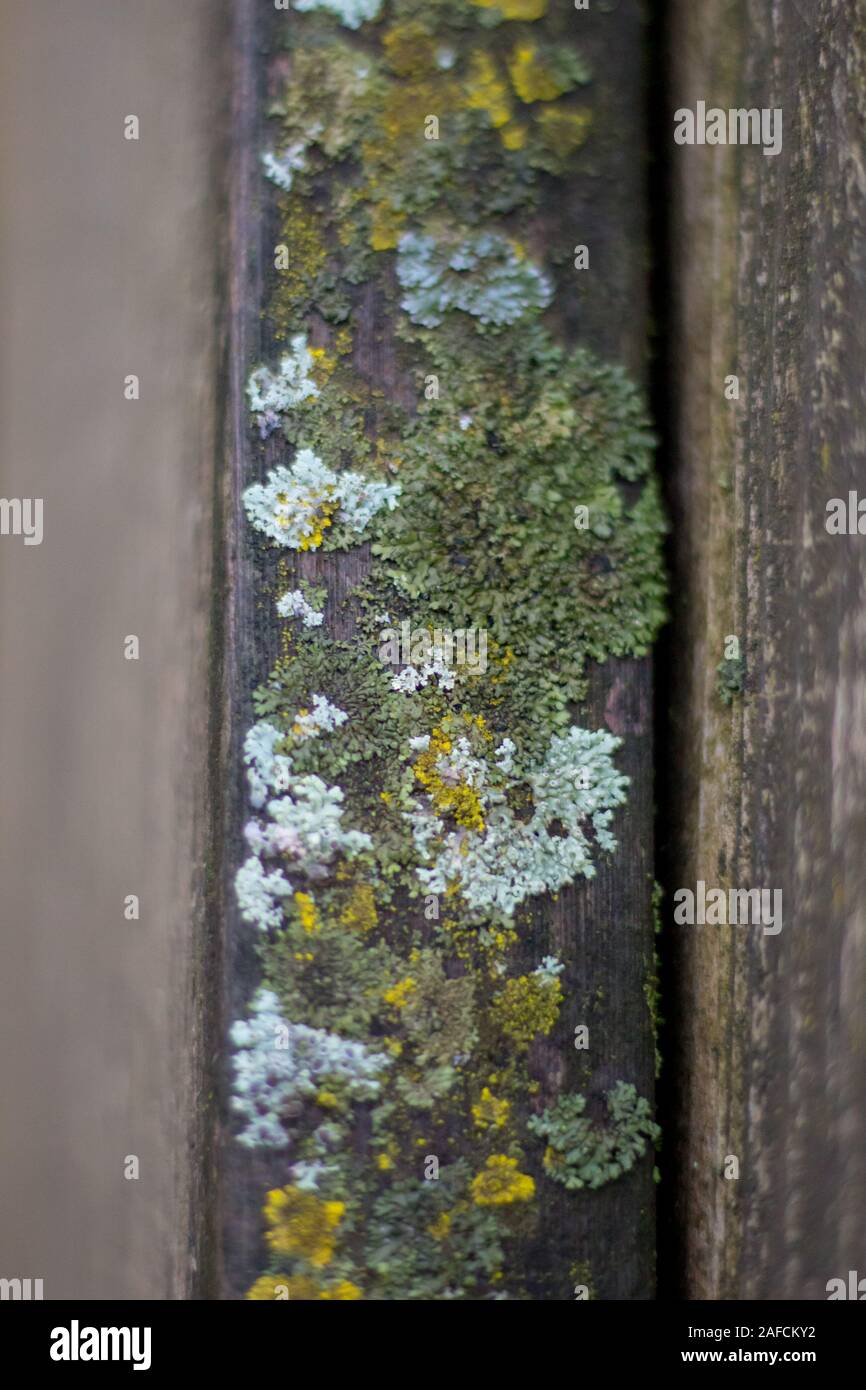 Moss covering old wooden railing Stock Photo - Alamy
