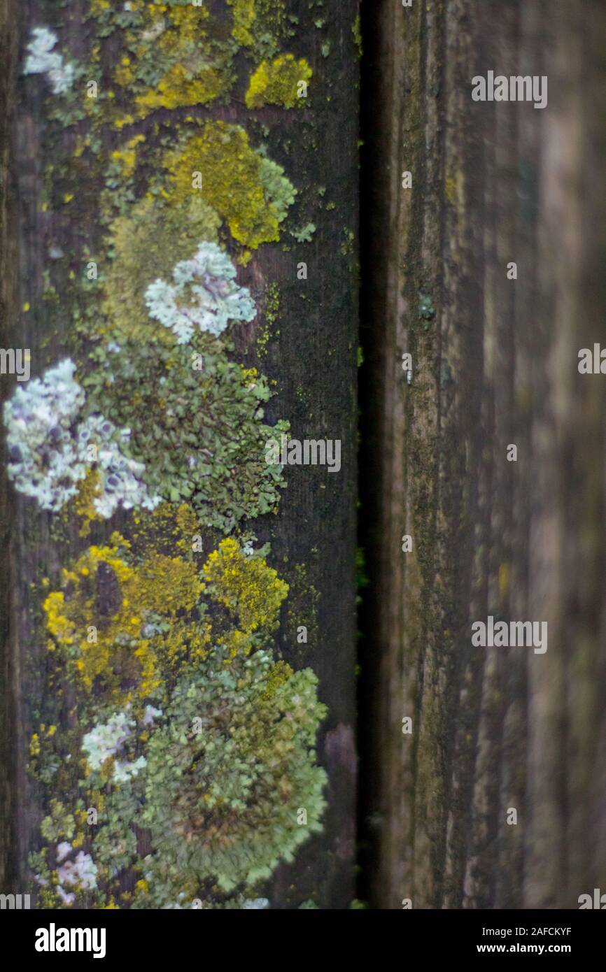 Moss covering old wooden railing Stock Photo - Alamy