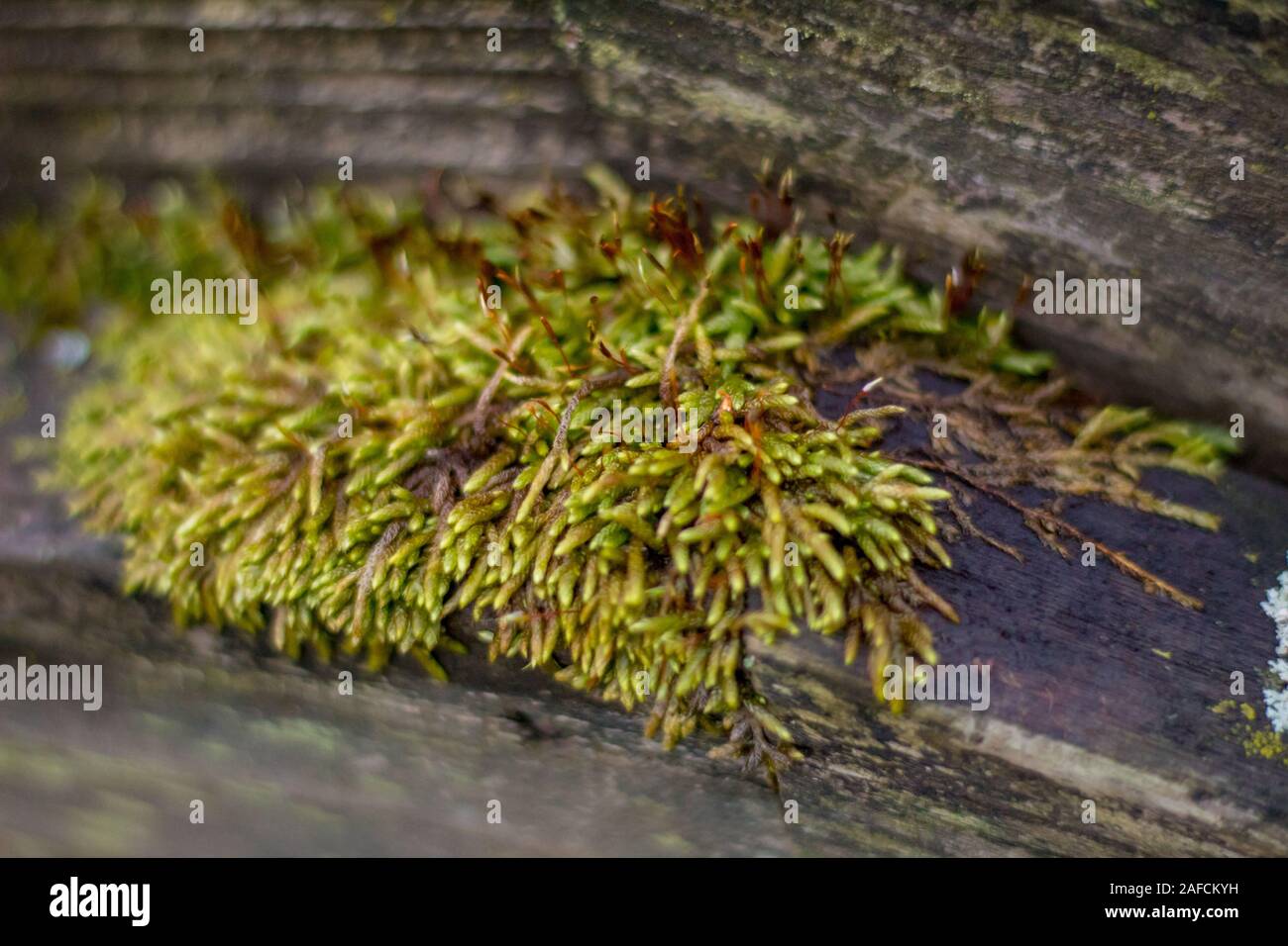 Moss covering old wooden railing Stock Photo - Alamy