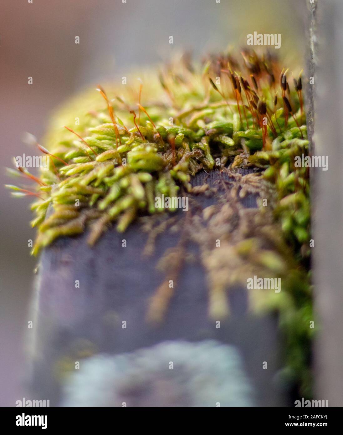 Moss covering old wooden railing Stock Photo - Alamy