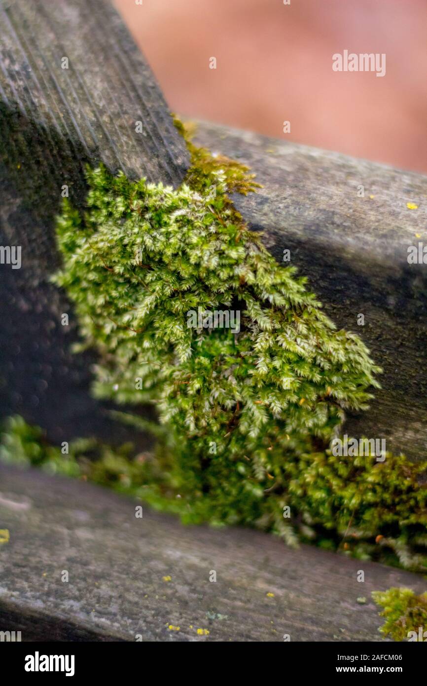 Moss covering old wooden railing Stock Photo - Alamy