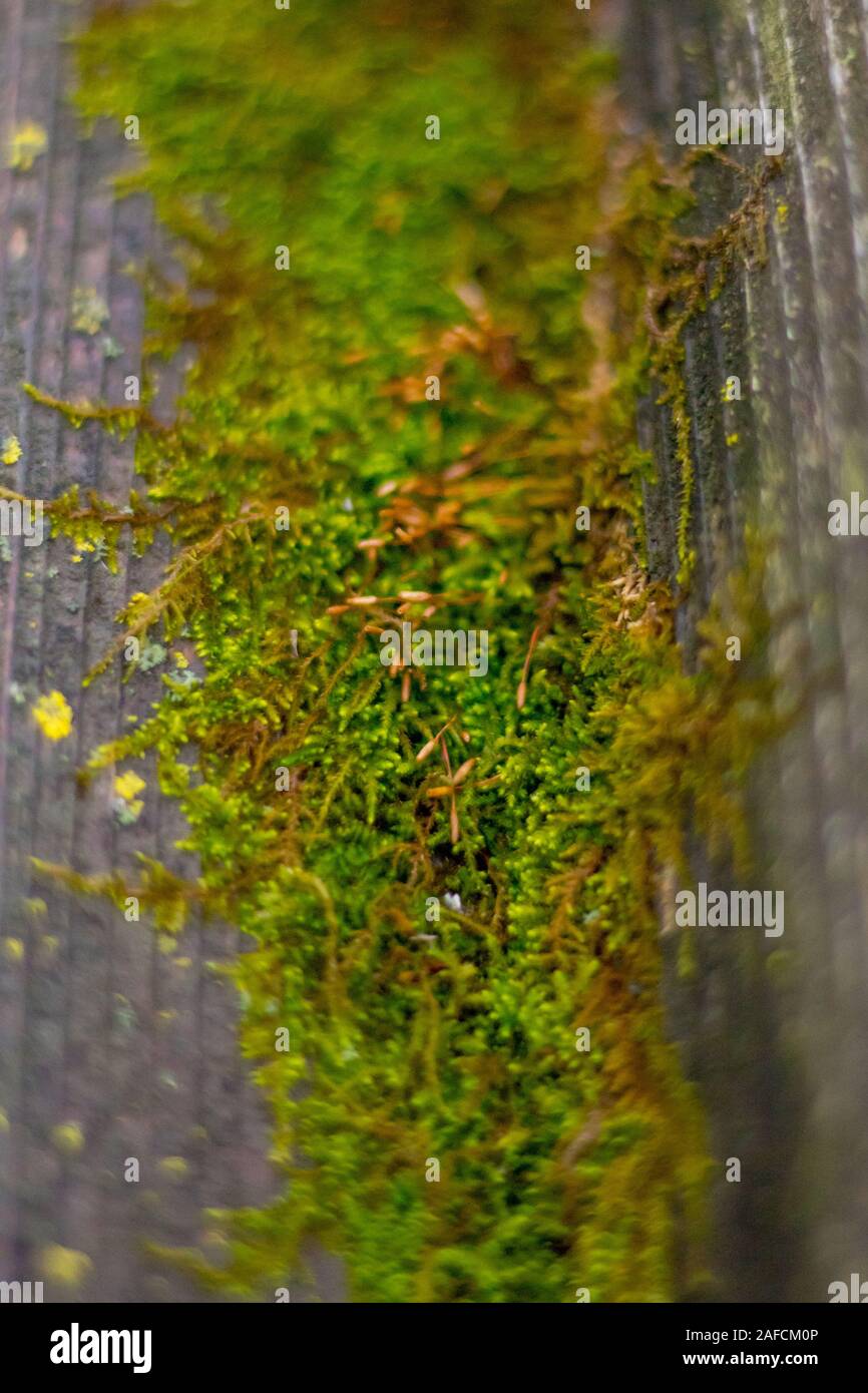 Moss covering old wooden railing Stock Photo - Alamy