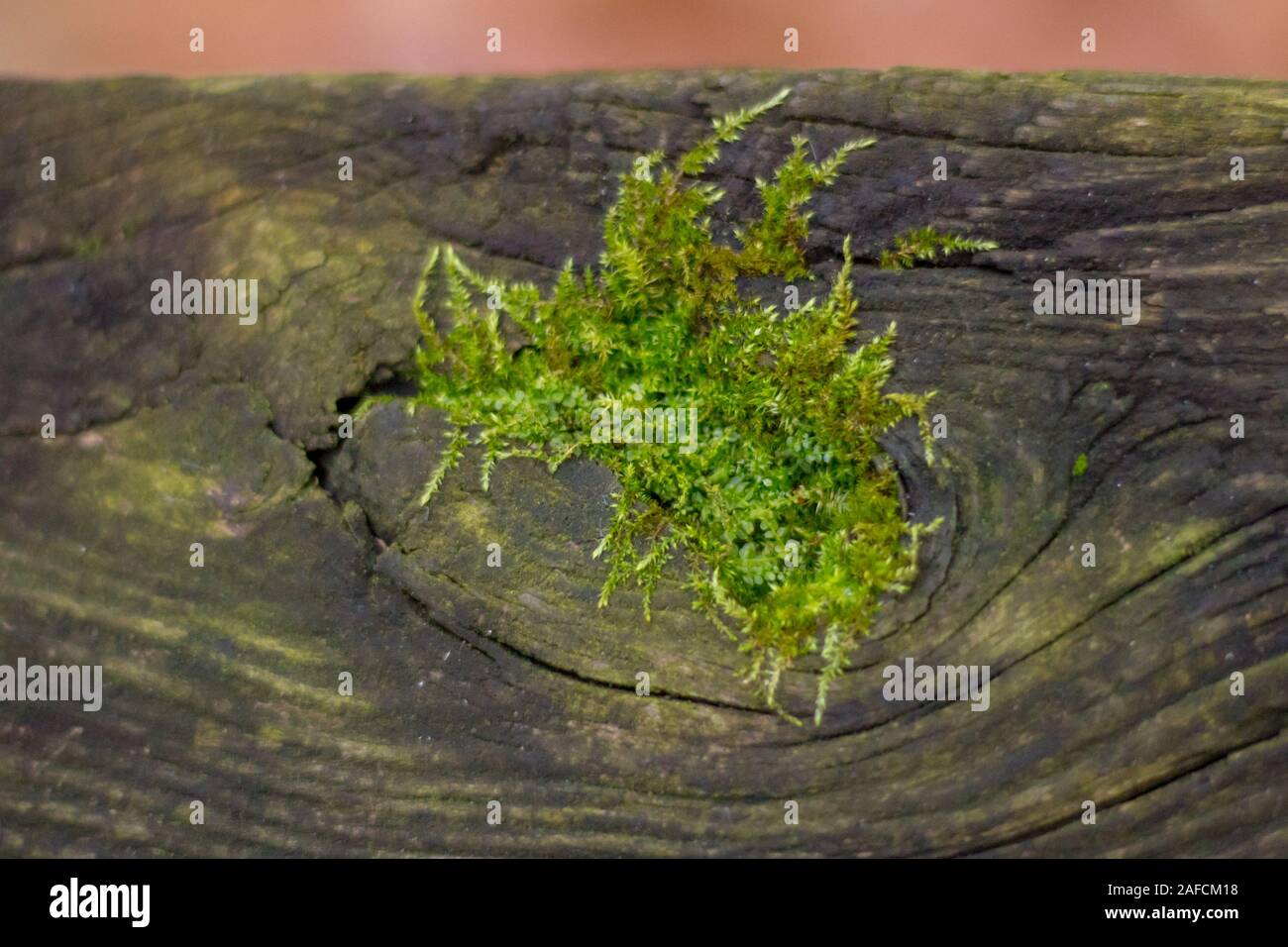 Moss covering old wooden railing Stock Photo - Alamy