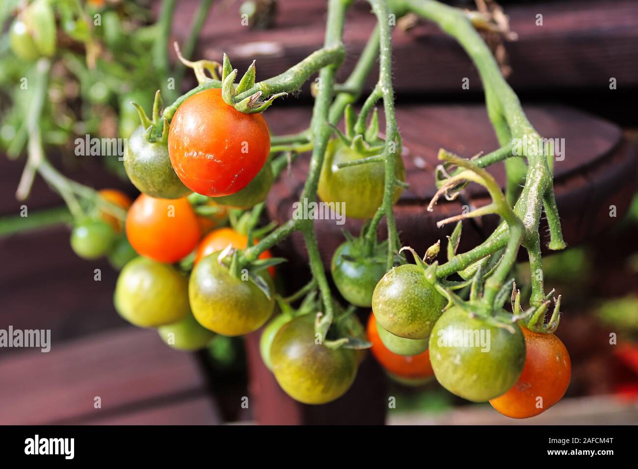 Small cherry tomatoes in various stages of ripening Stock Photo Alamy