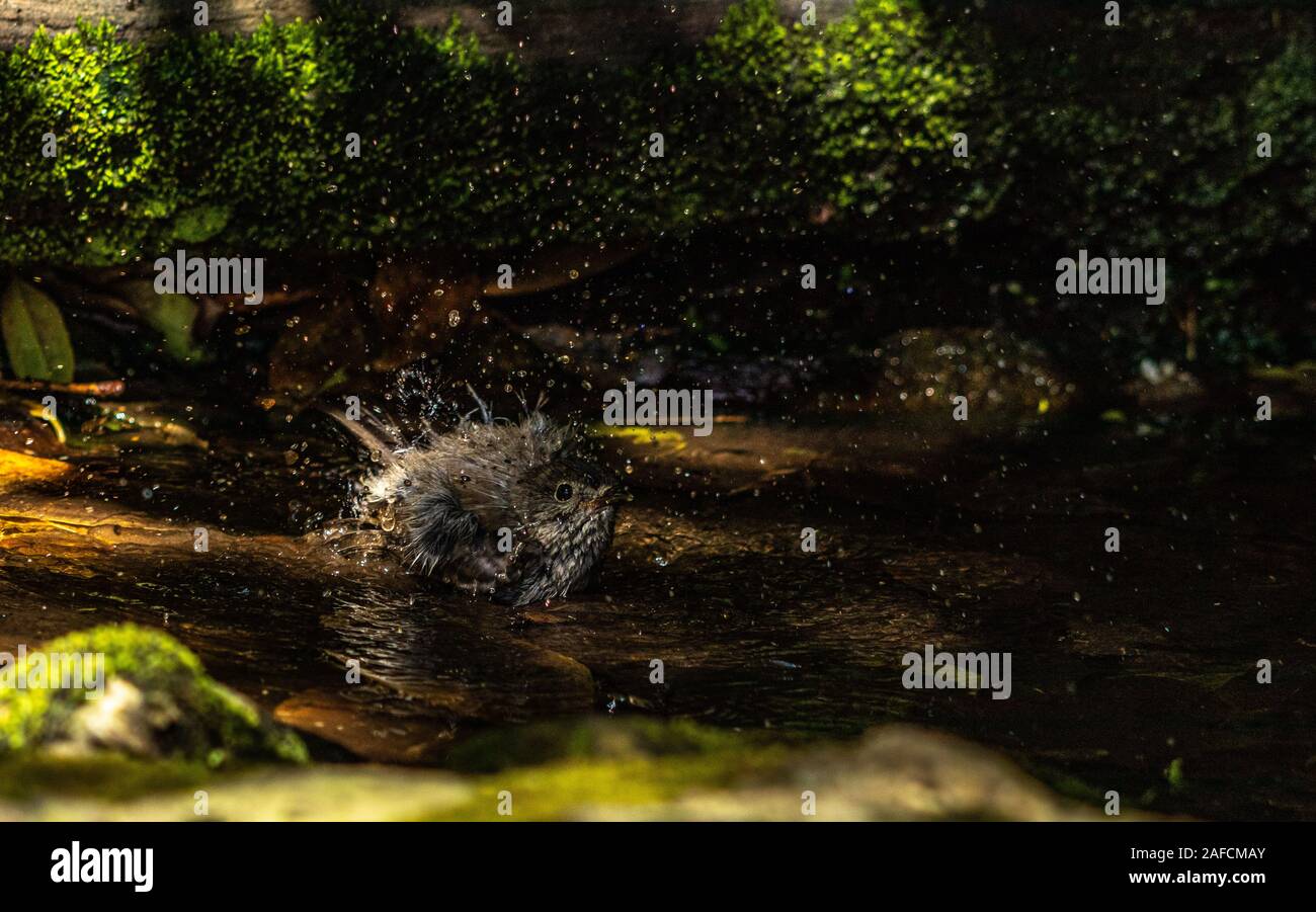 South Island Robin bathing in shallow pool, New Zealand Stock Photo