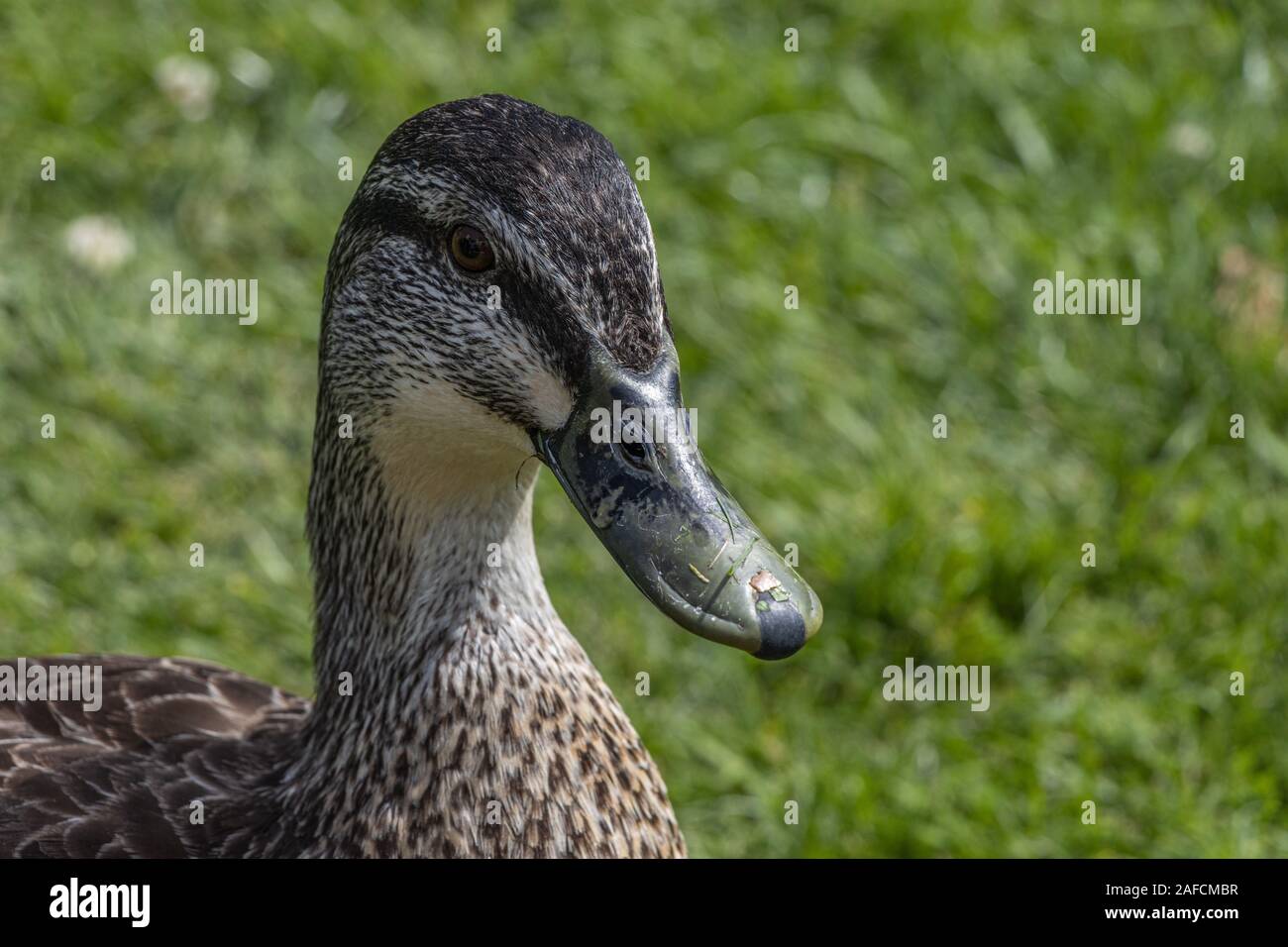 Friendly Mallard Duck Stock Photo