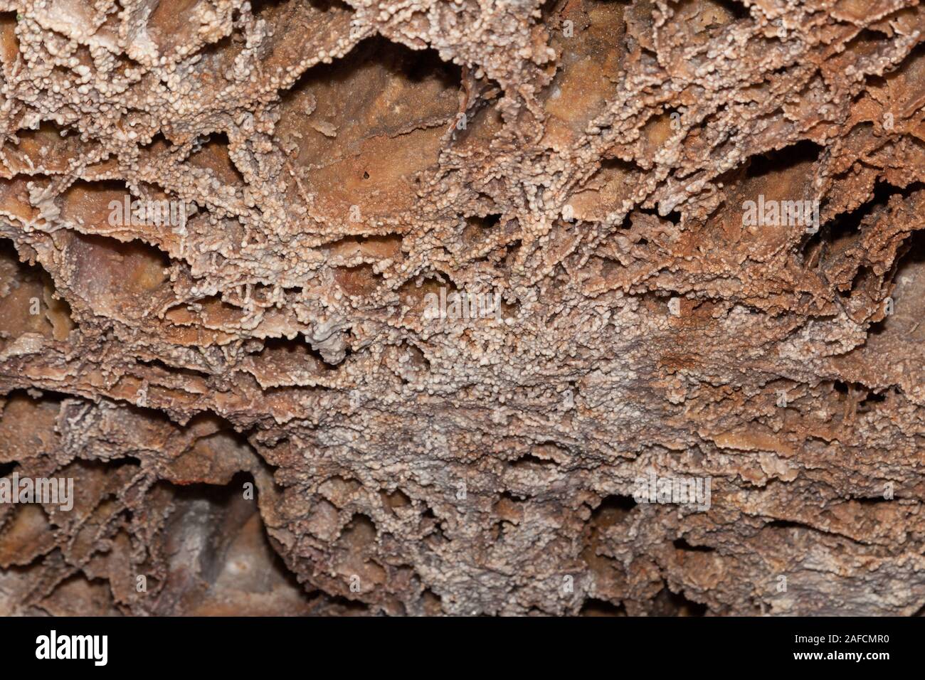 Detailed box work ceiling formations in brown and white at Wind Cave National Park, South Dakota. Stock Photo