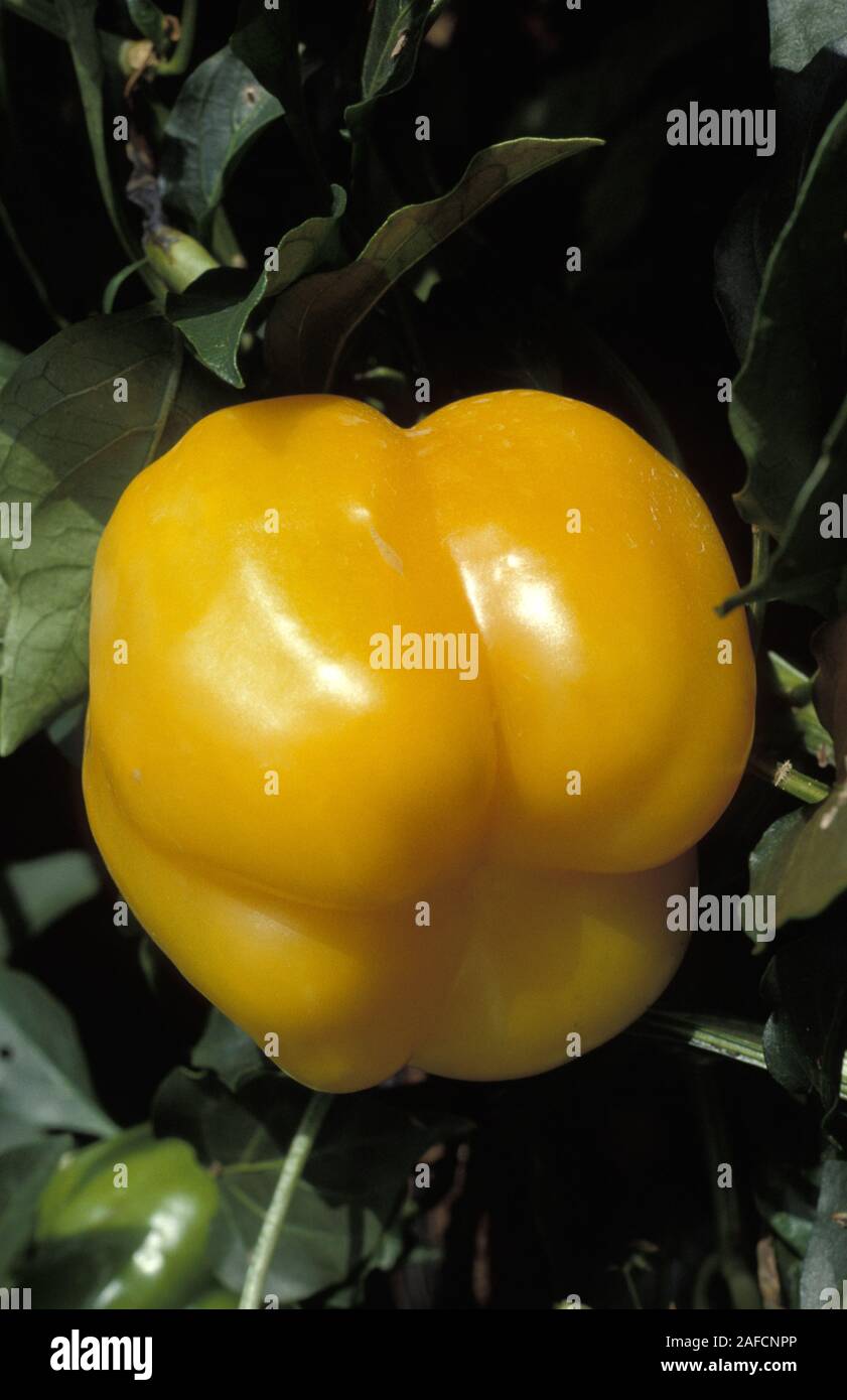 YELLOW BELL PEPPER (CAPSICUM) GROWING ON THE BUSH. Stock Photo