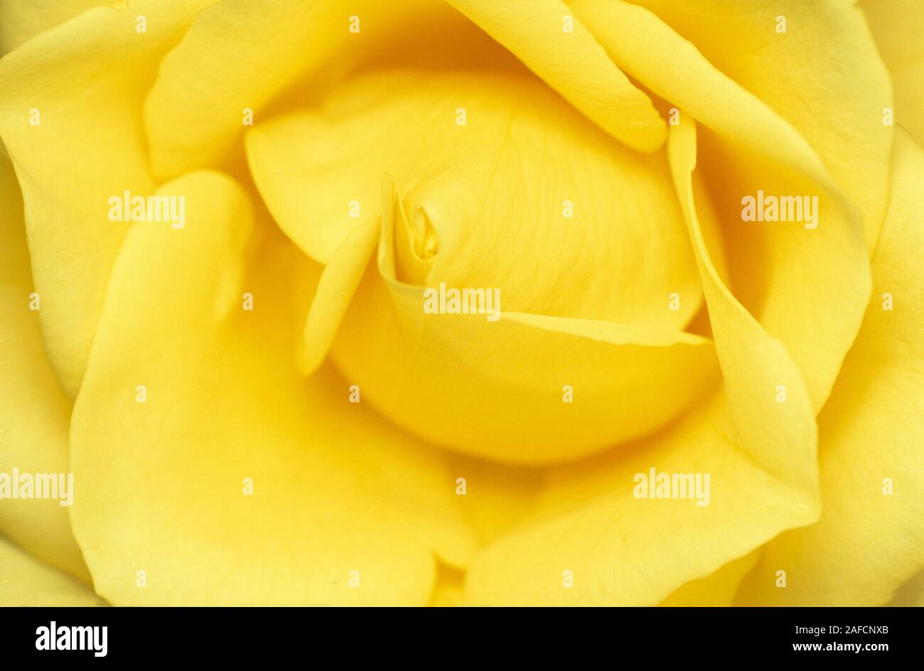 Centre yellow rose hi-res stock photography and images - Alamy