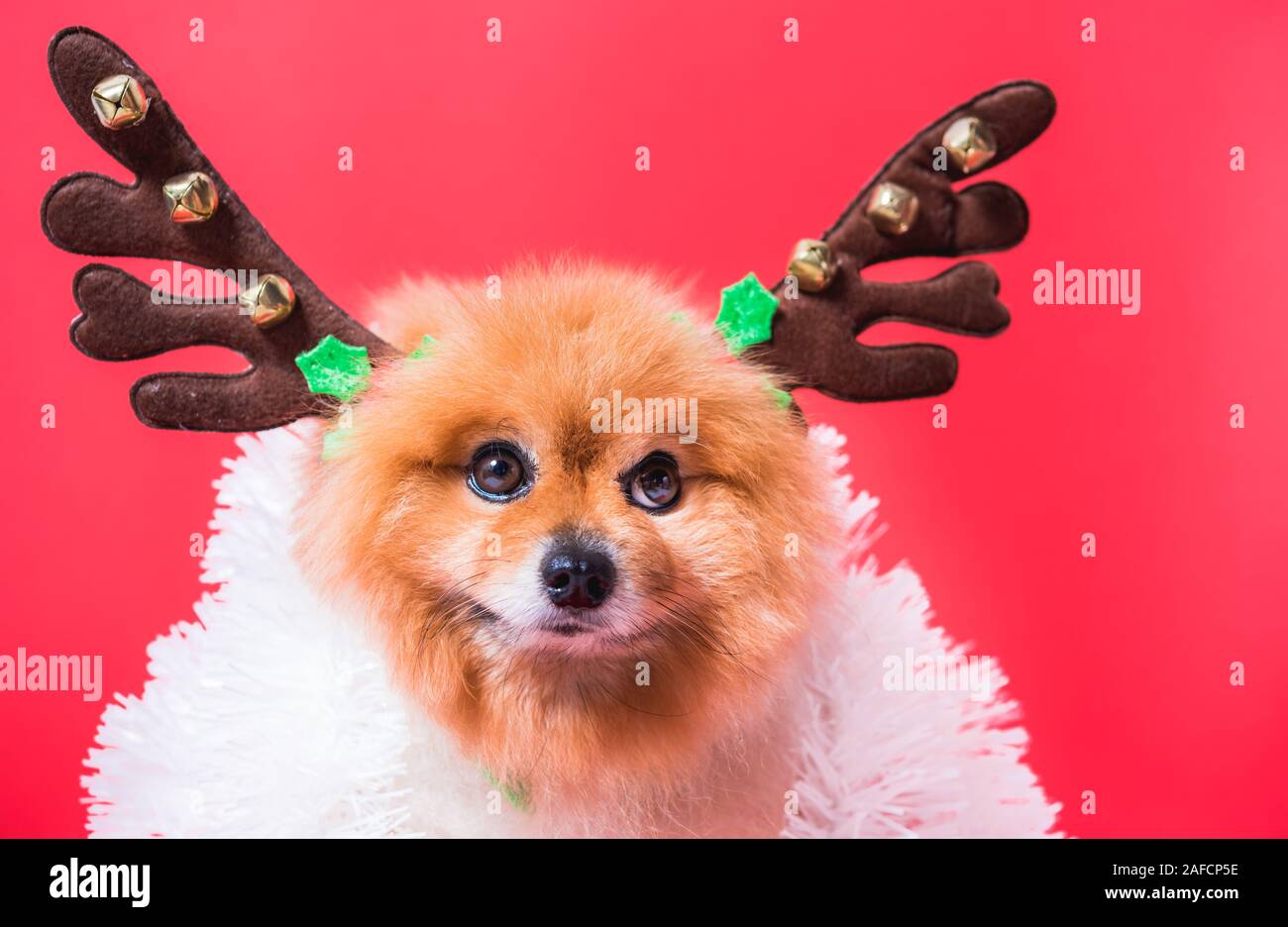 Closeup Chihuahua Dog Funny Portrait In Reindeer Christmas Deer