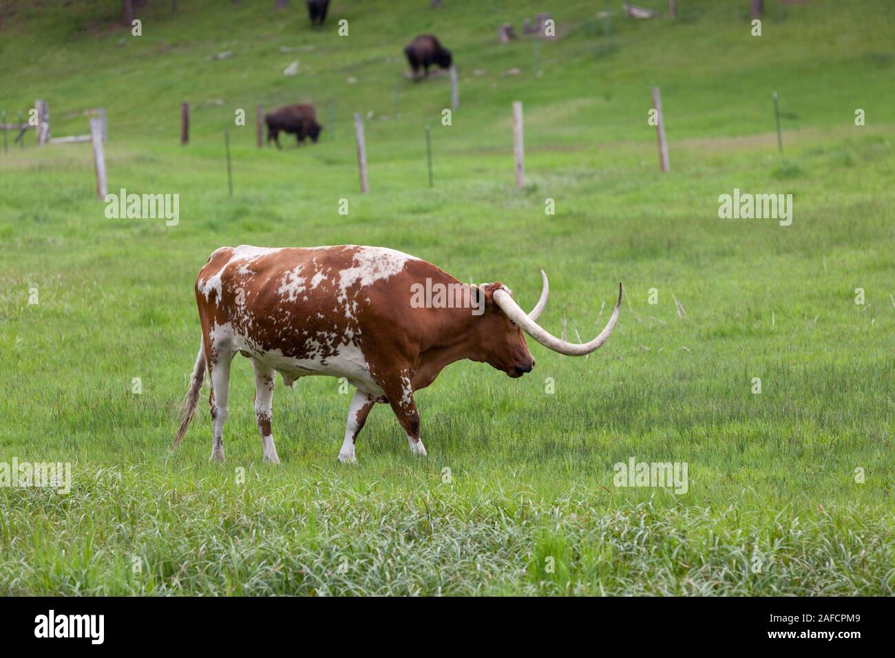 A Texas Longhorn cow walks in a green grass field with a group of bison in the background separated by a fence line. Stock Photo