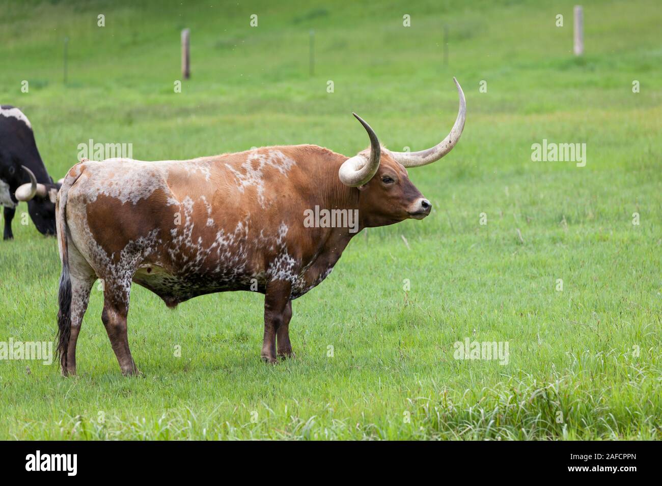 A brown and white Texas Longhorn cow looking ahead while standing in a green grass field on a farm. Stock Photo