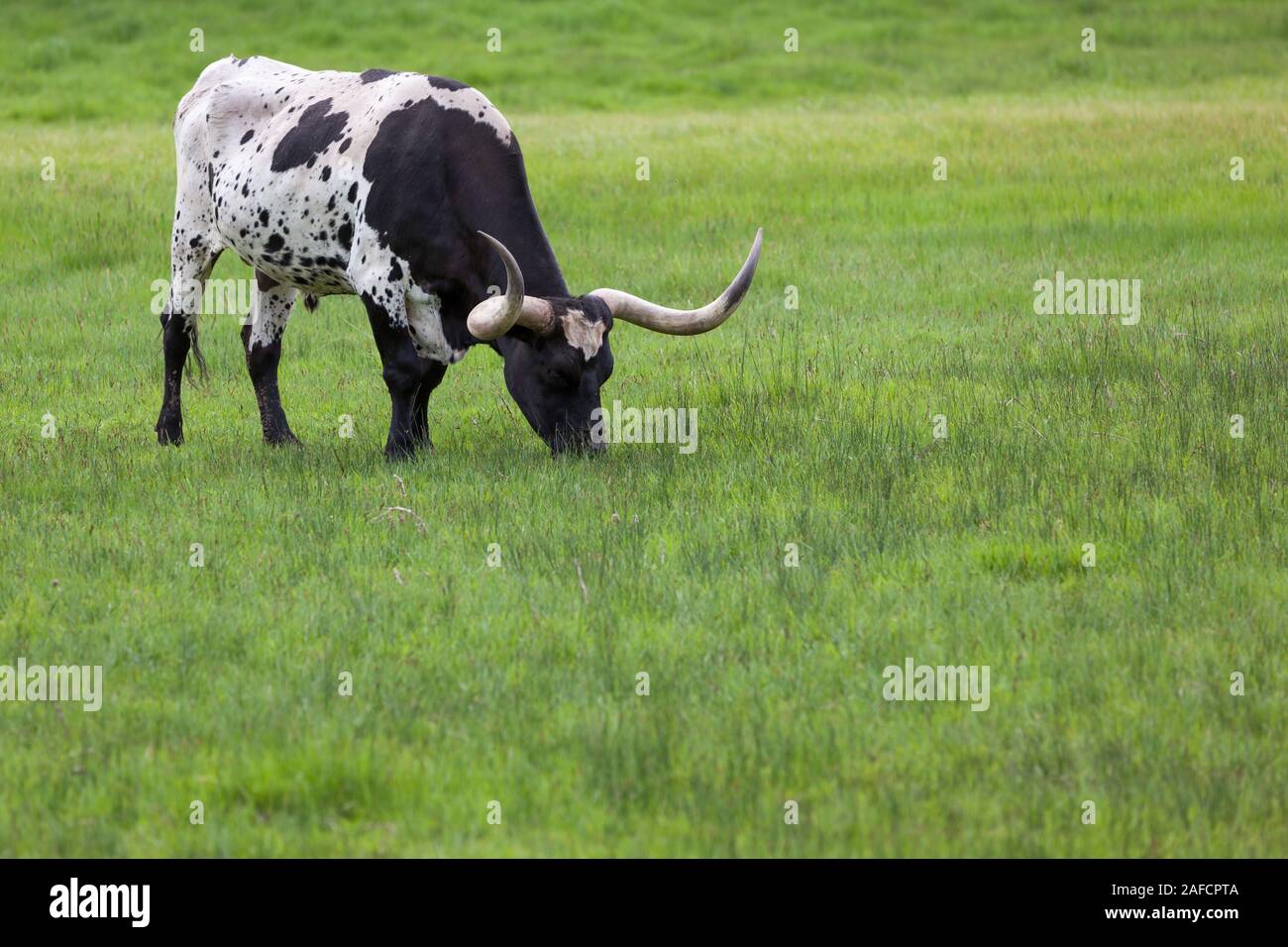 A black and white Texas Longhorn bull grazing in a spring green grass ...