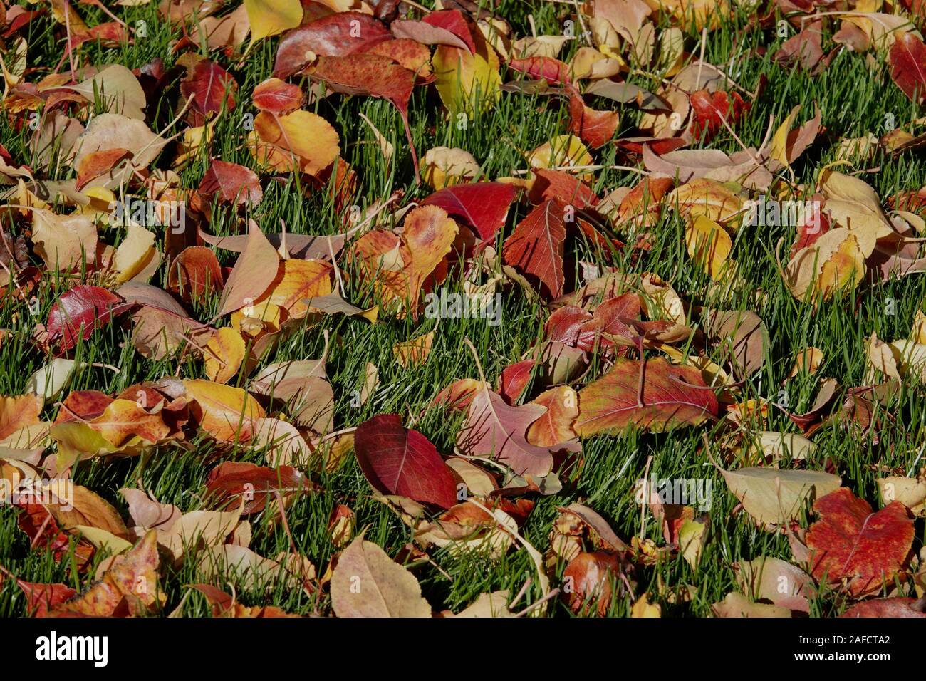 Colorful leaves cover the grass during the Fall season. Stock Photo