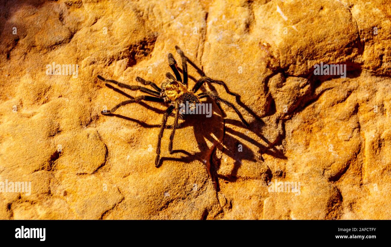 A Tarantula spider walking among the tourists on the red rocks at the Canyon Overlook in Zion National Park, Utah, United States. Stock Photo