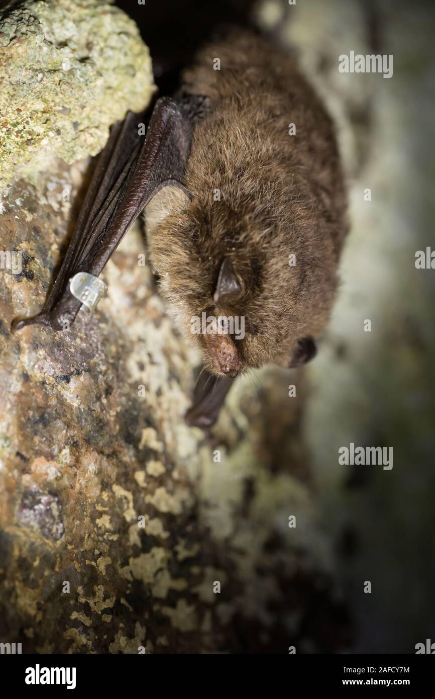 Daubenton's bat in a cave Stock Photo Alamy