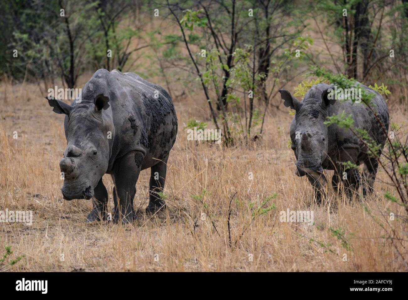 Zimbabwe. A family of black rhinoceros at Matobo Hills national park. Their horns were removed  to prevent them from becoming a target for poachers. Stock Photo
