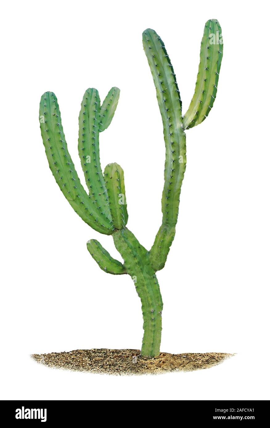 cactus isolated on white background Stock Photo - Alamy
