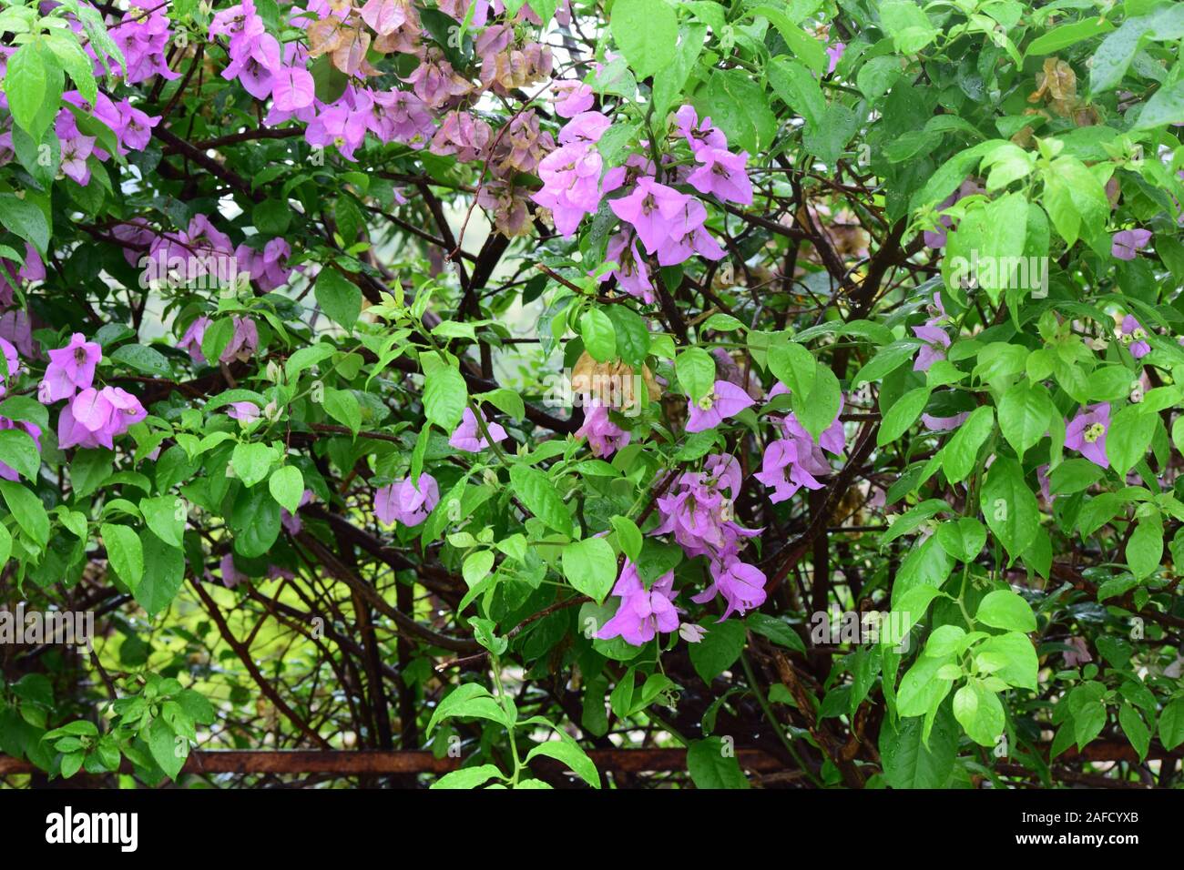 Beautiful Flowers And Leafs Combo At Nashik Garden Stock Photo Alamy