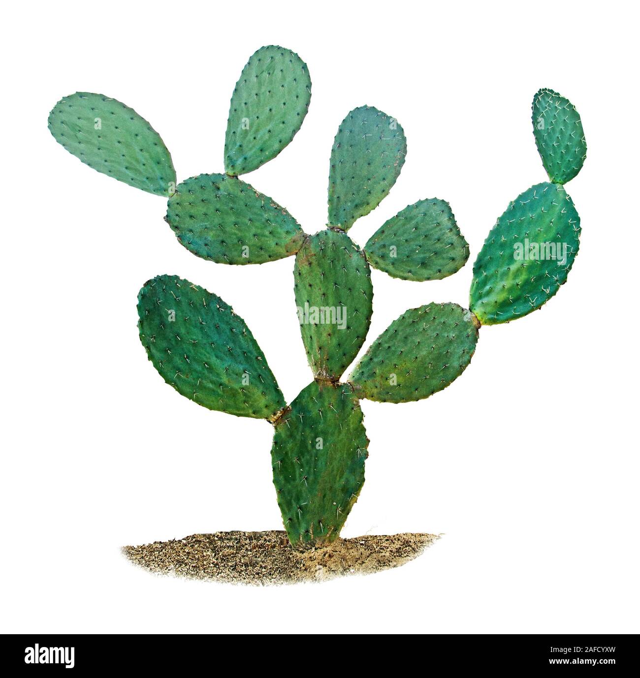 cactus isolated on white background Stock Photo - Alamy