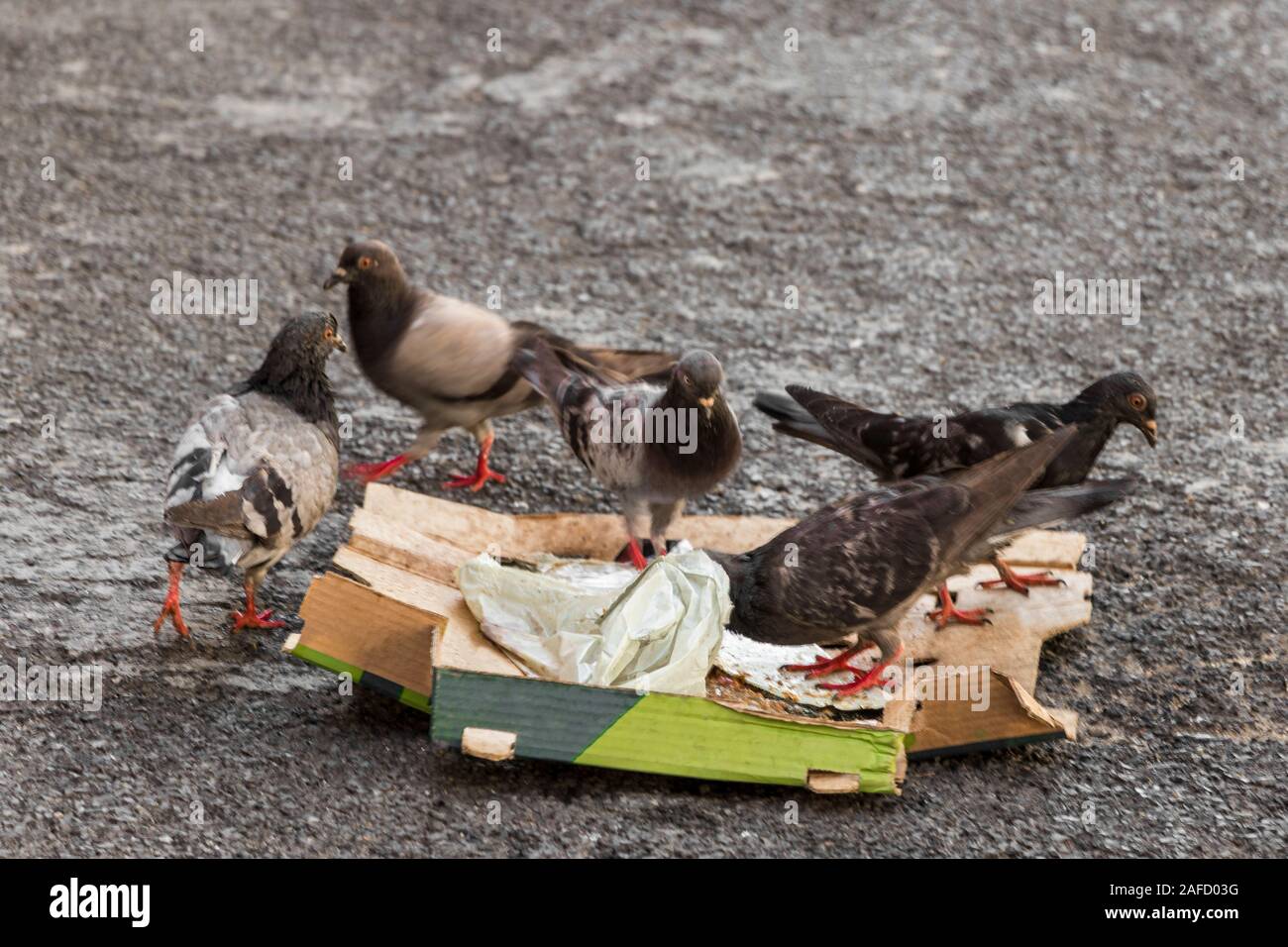 Pigeons eat fast food pizza cheeseburger from the ground in Cape Town, South Africa. Stock Photo