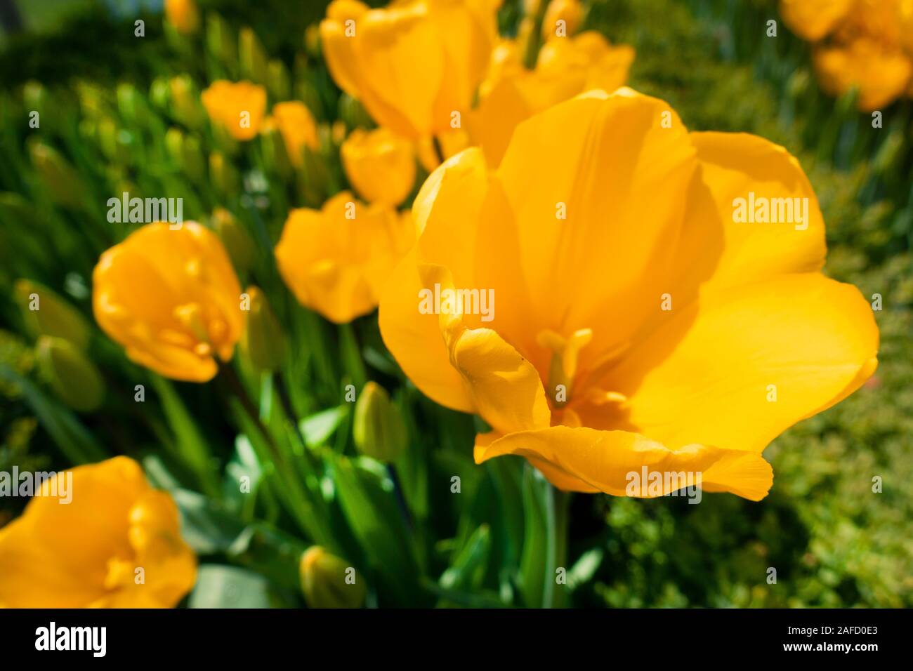 Tulips in nature hi-res stock photography and images - Alamy