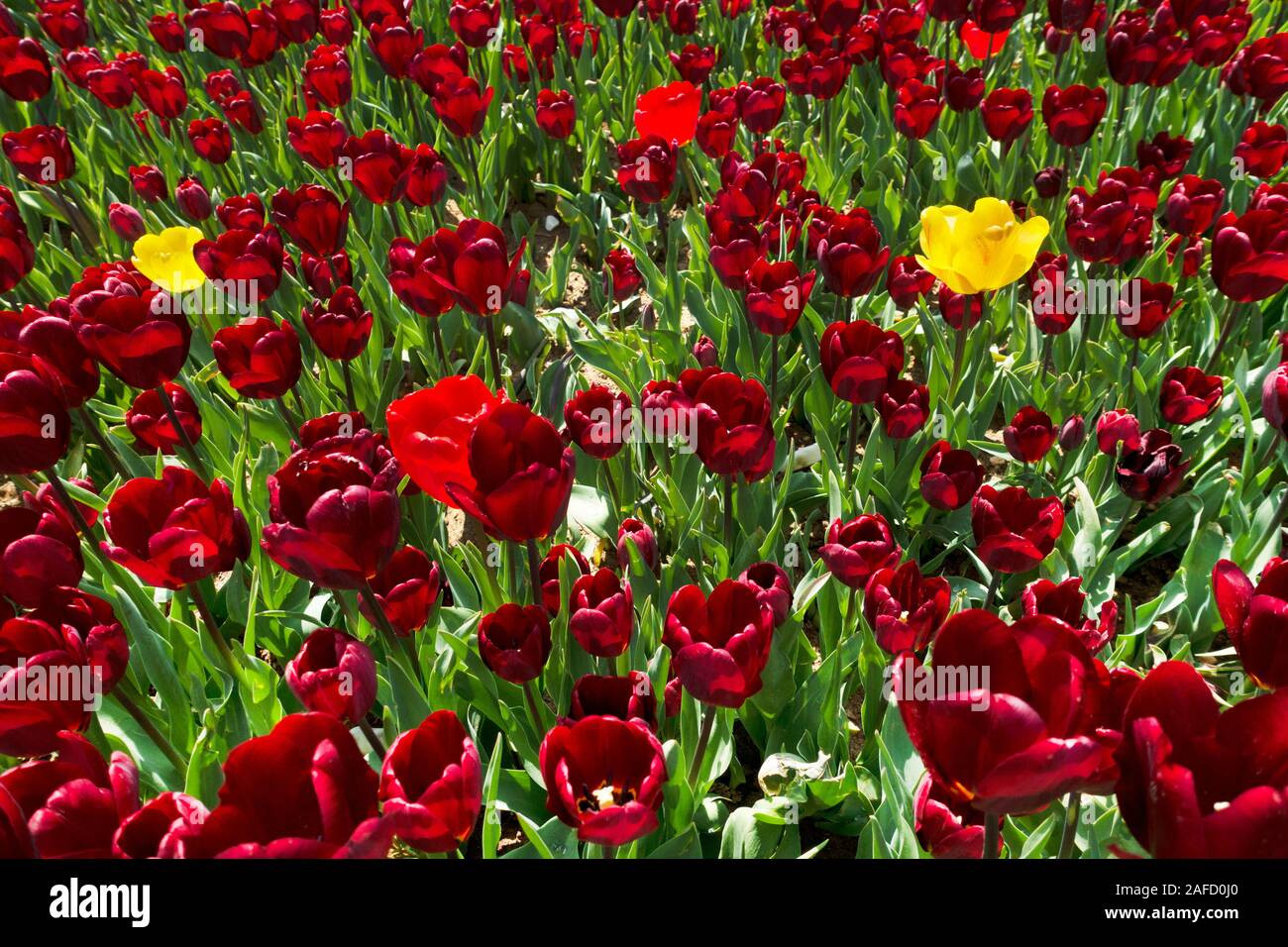 Springtime Tulips Red Red Tulips in nature at springtime Stock Photo - Alamy