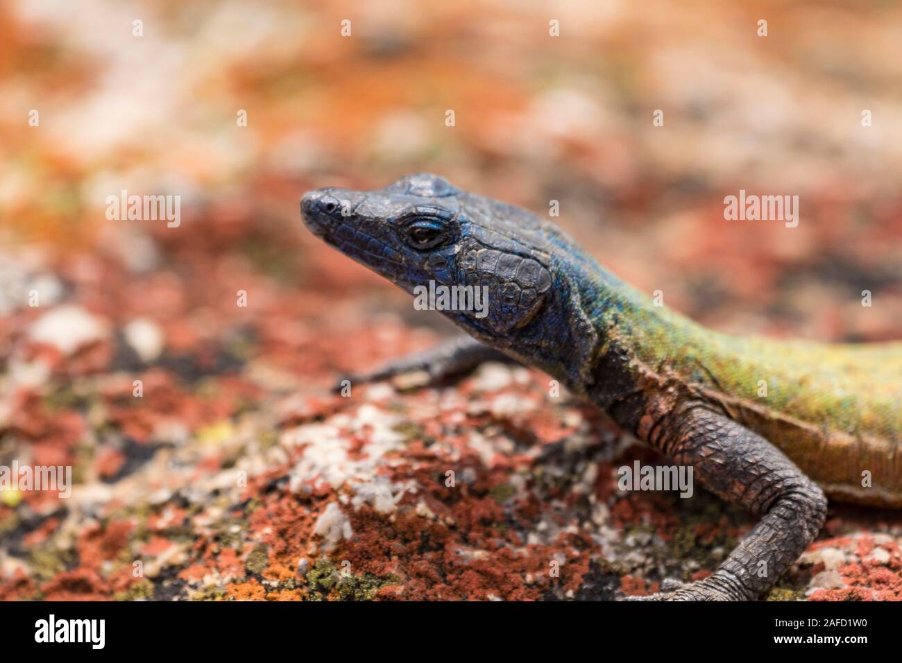 Matobo Hills National Park, Zimbabwe. An Augrabies flat lizard (Broadley's flat lizard) on an algae-covered rock, Stock Photo
