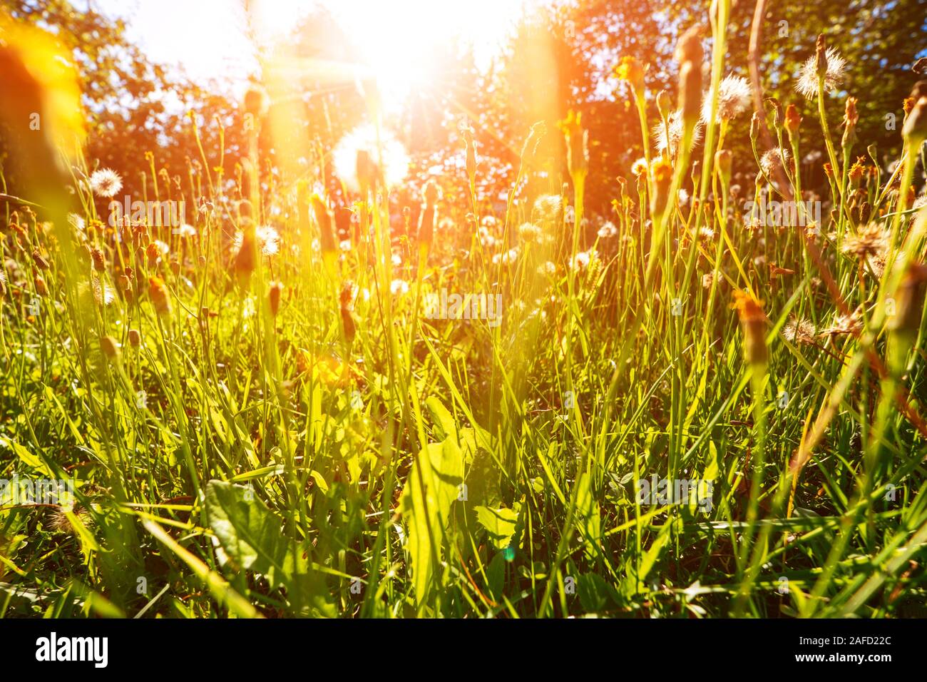 Summer sunset countryside landscape with sunbeams. Alpine herbs, grass in foreground. Sunny day in fresh air Stock Photo