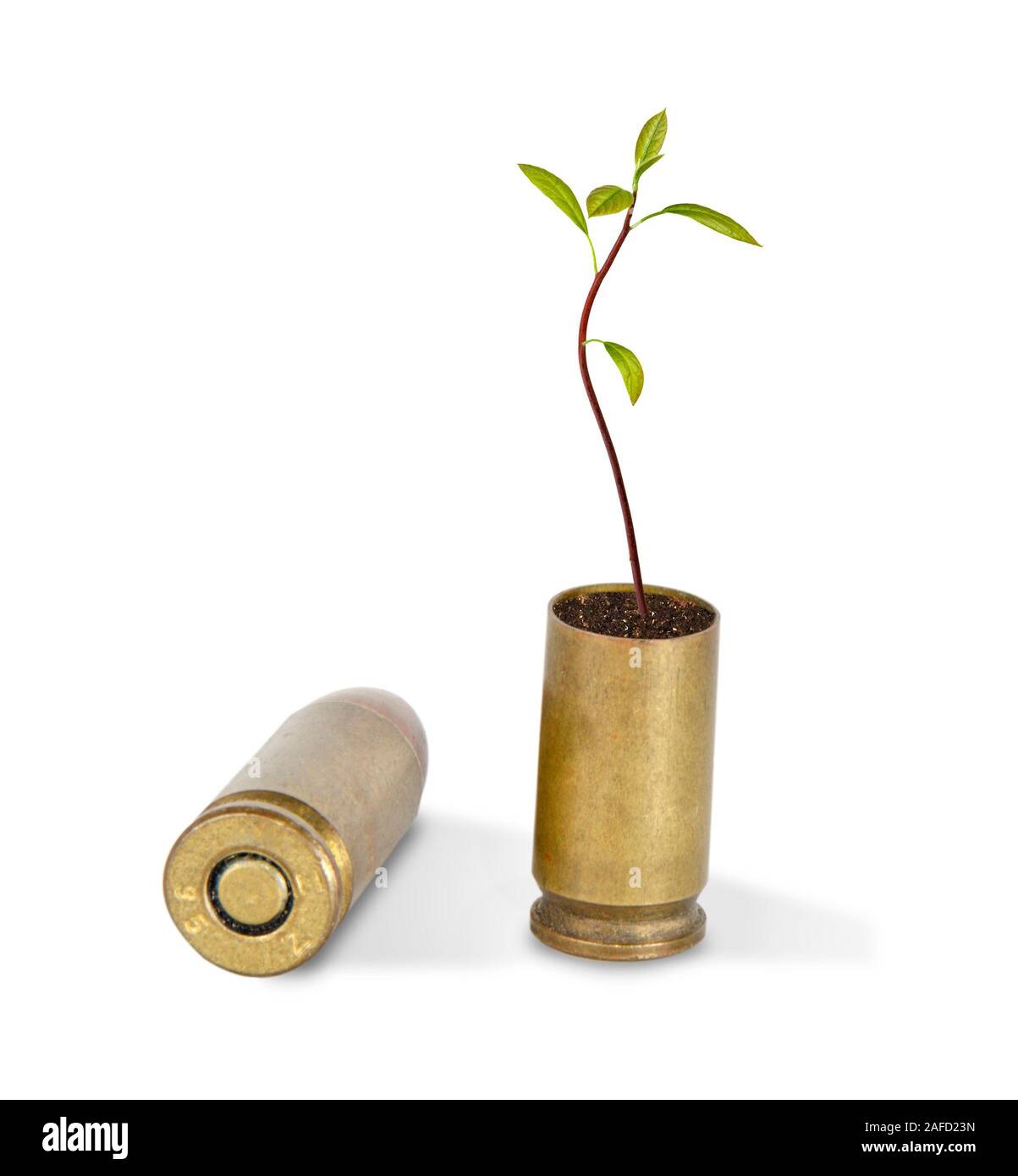 Sapling growing from shell Stock Photo