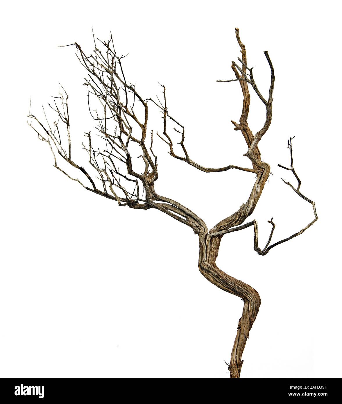 Dry branch hi-res stock photography and images - Alamy
