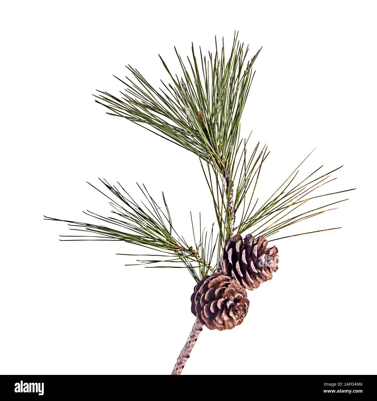 Pine branch with cones isolated on white background Stock Photo - Alamy
