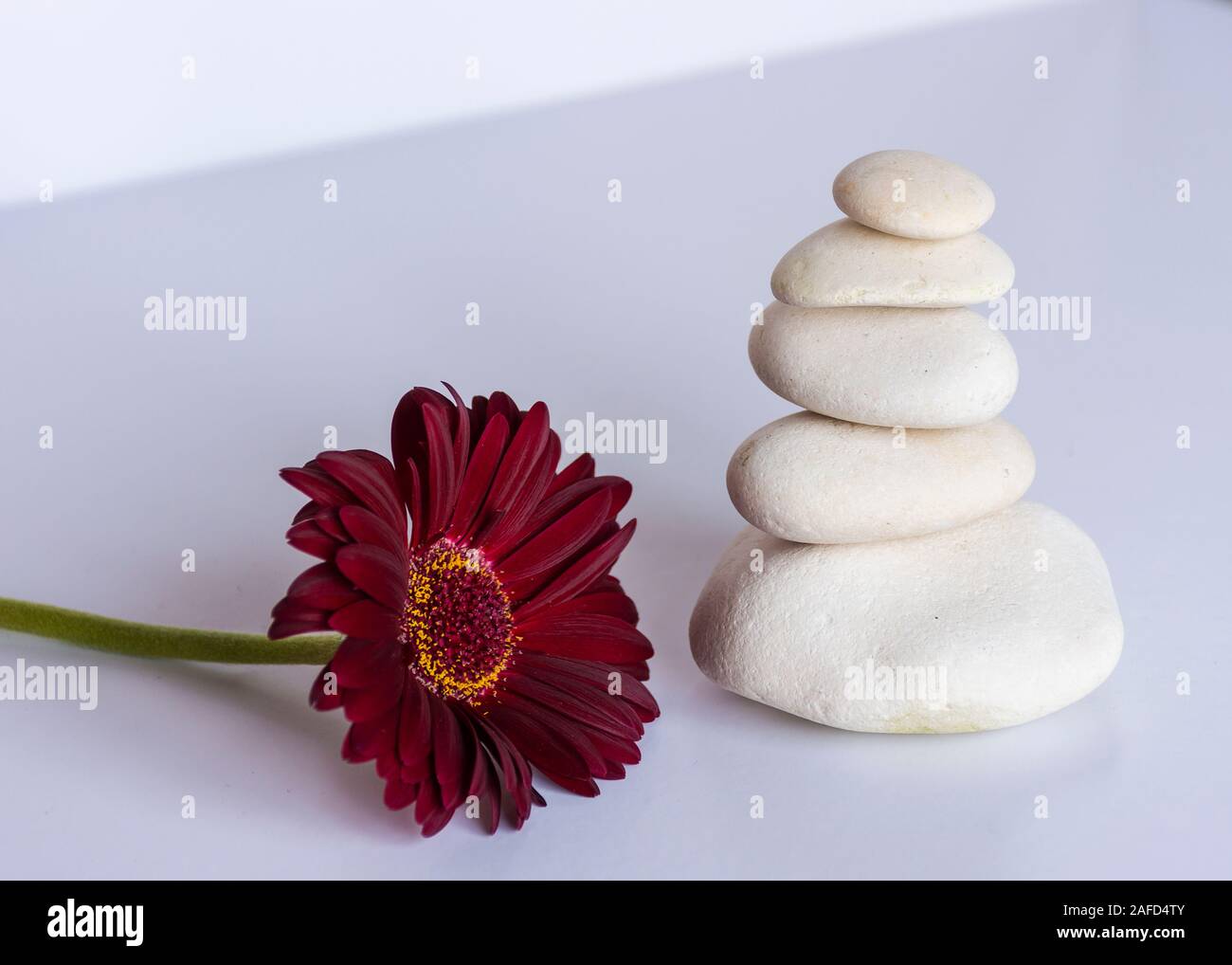 White stone in balance on white background with a red red gerbera daisy, flower, . Meditation, peace, balanced, equilibrium. relaxing image. Yoga Stock Photo