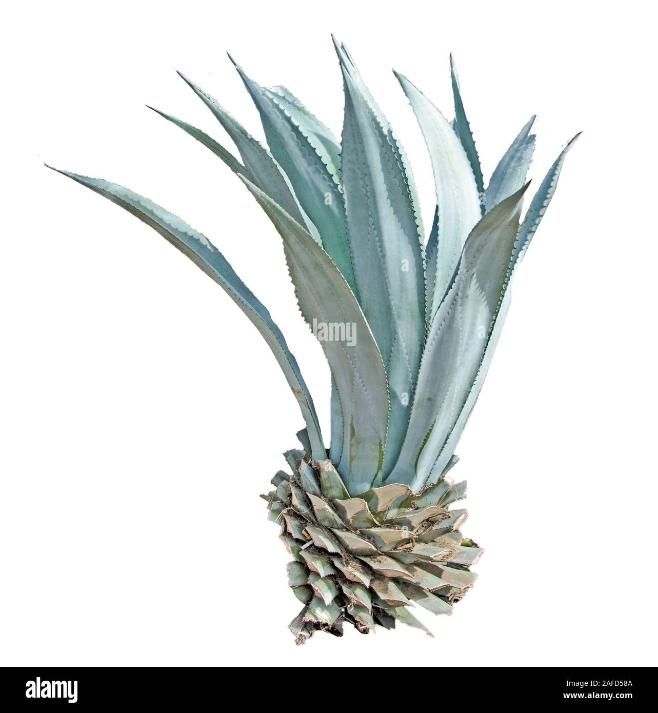 Aloe isolated on white background Stock Photo - Alamy