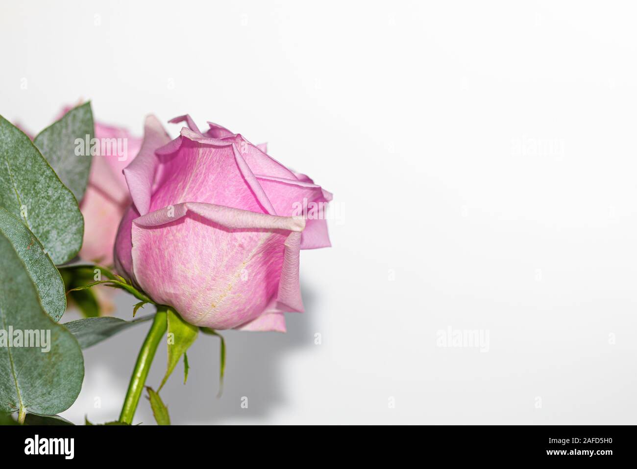 Beautiful pink rose and leaves isolated on white background Stock Photo ...