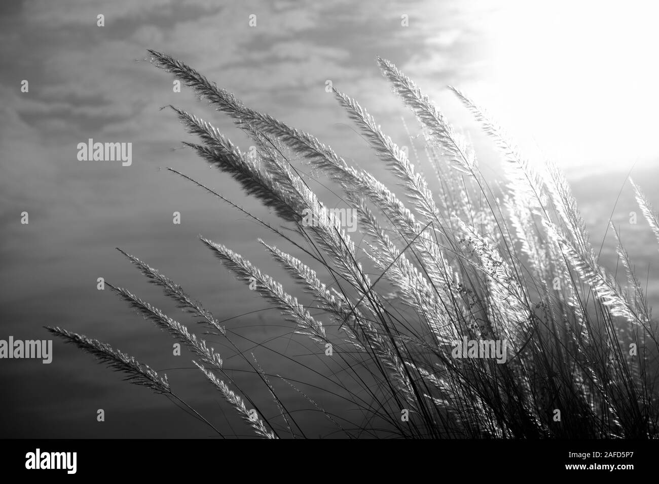 kashful high resolution stock photography and images alamy https www alamy com catkin flowers kans grass saccharum spontaneum or kashful in bengali with beautiful golden sunset at chandpur bangladesh image336506751 html
