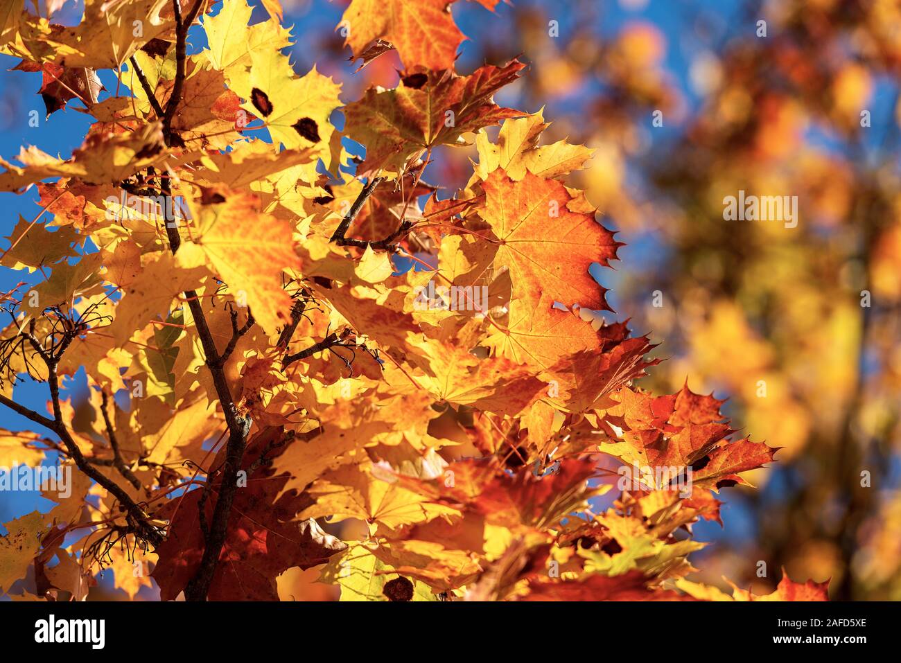 Close-up of a maple tree in autumn with red, orange and yellow leaves Stock Photo