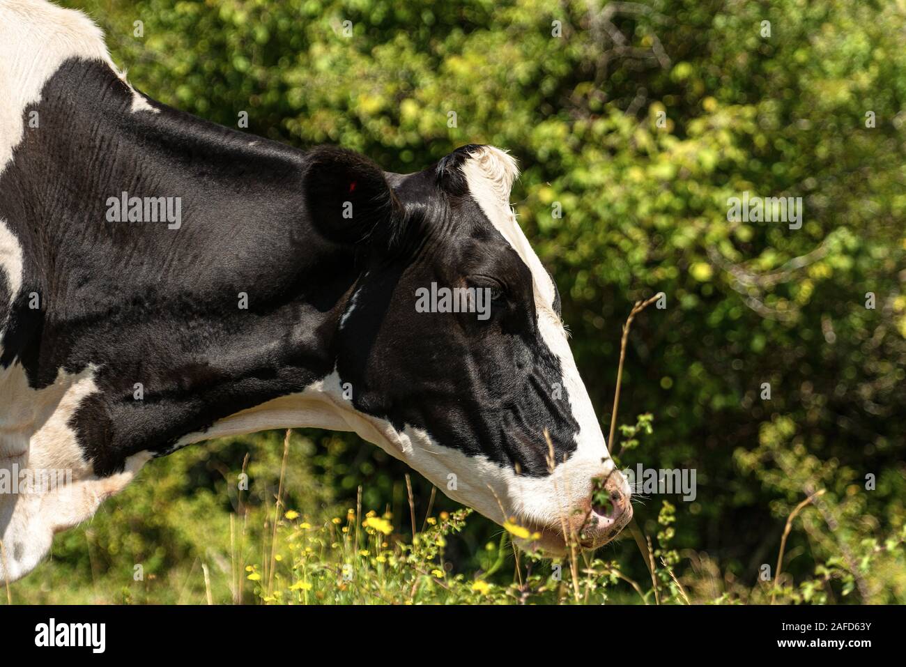 Holstein Friesian cattle, portrait of a black and white dairy cow on ...